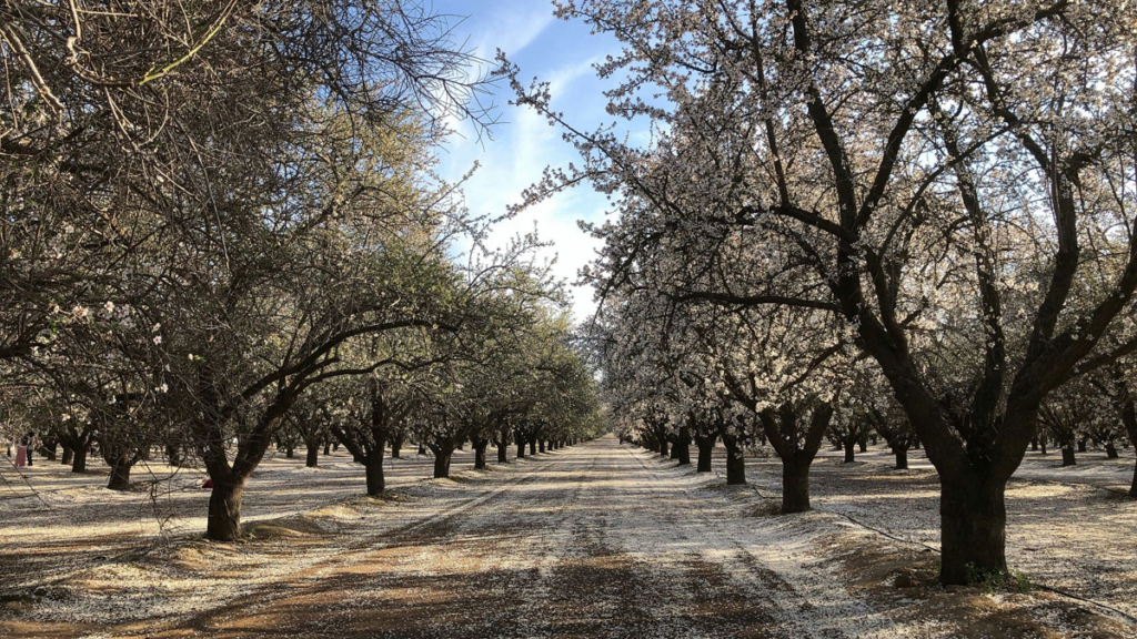 Almond trees in bloom