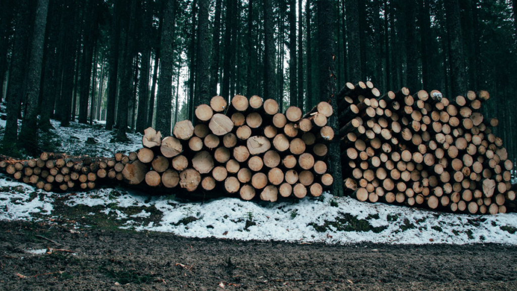 Logs stacked in a forrest