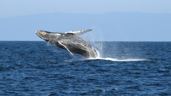 In this 2018 photograph, a humpback whale breaches out of the water in the Pacific Ocean in the area off San Luis Obispo and Santa Barbara counties that is becoming the Chumash Heritage National Marine Sanctuary. (Photo: Robert Schwemmer, NOAA)