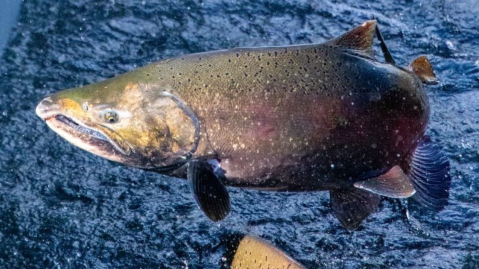 Salmon