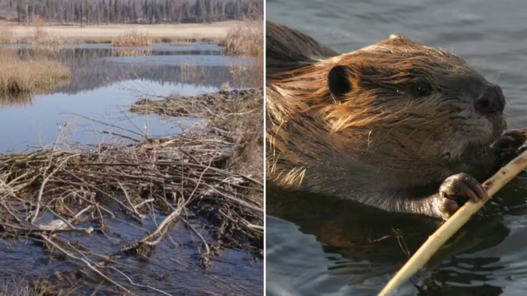 Photo credit: Canva and CDFW.