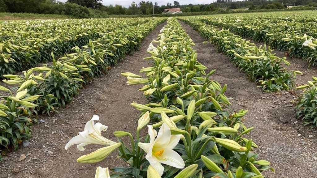 Lily bulb order