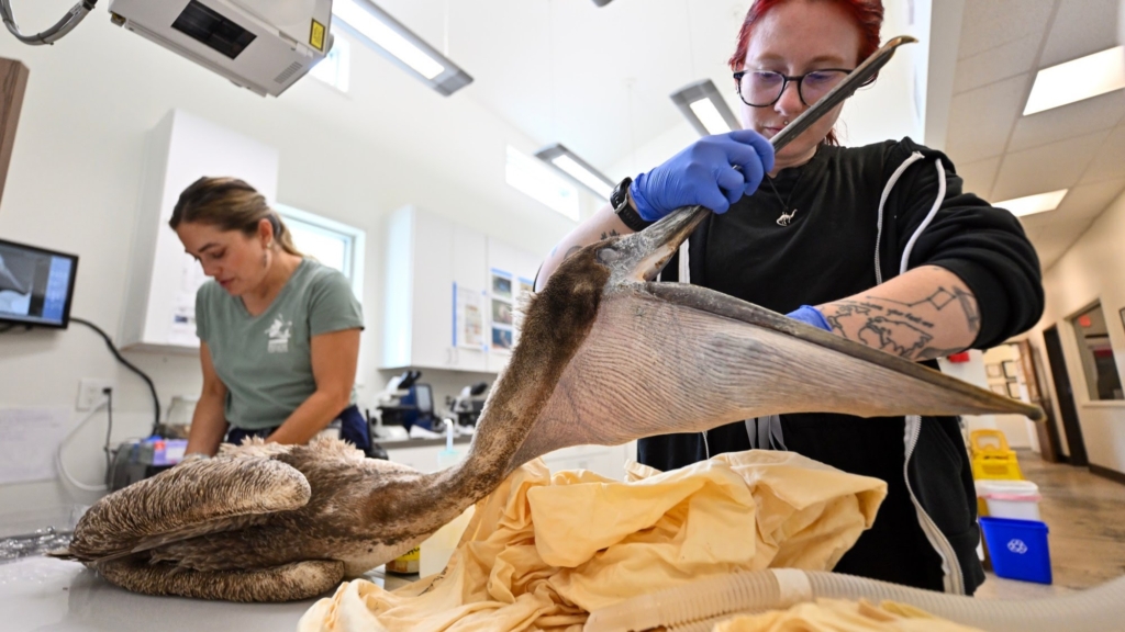 Teal Helms, the interim executive director of the Wetlands and Wildlife Care Center, intubates a brown pelican while Medical Director, Dr. Lizzie Wood, prepare to clean out a wound from a fishing hook in Huntington Beach on Wednesday, June 17, 2026. Wood said that one of the results of the current marine heatwave off the California coast is more birds with hook injuries because they look for food closer to people. (Photo by Jeff Gritchen, Orange County Register/SCNG)