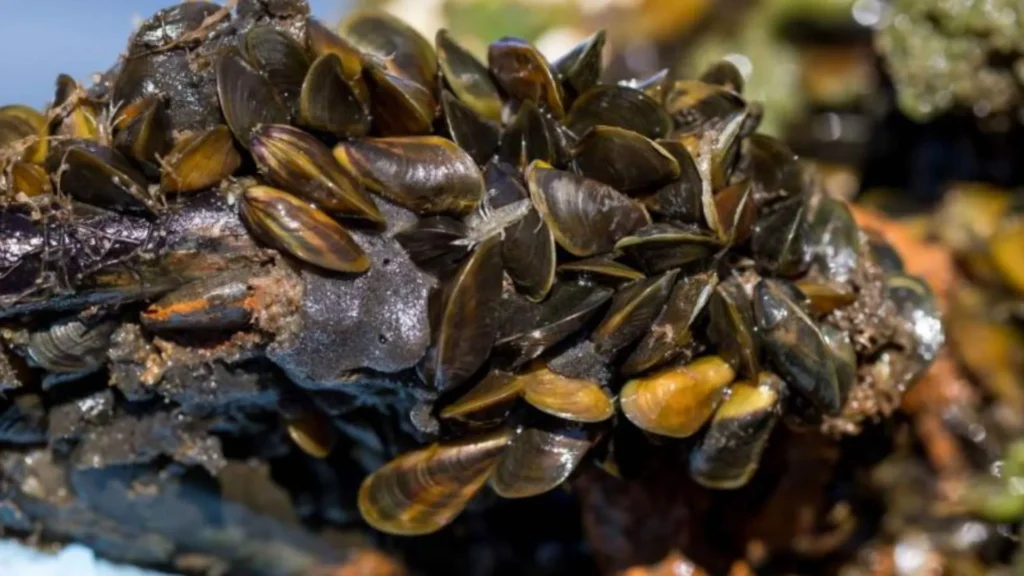 Golden mussels (Photo: Kevin Winslow Press Release)