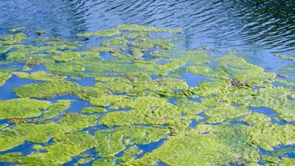 harmful algal bloom