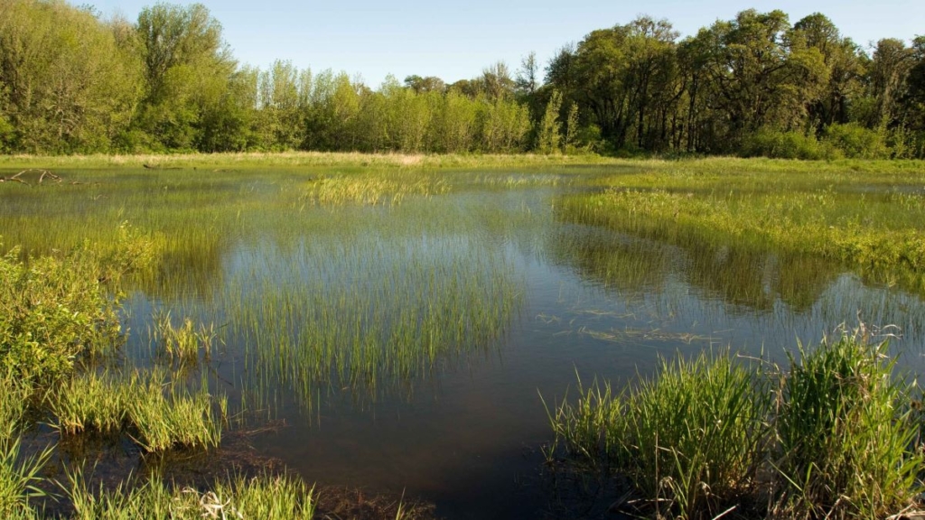 wetlands could save insurers